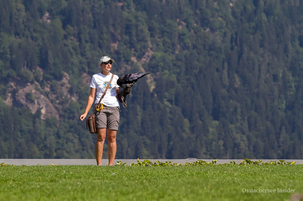 Adlerflugschau Burgruine Landskron